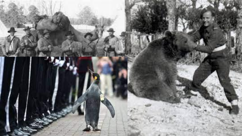 Historical Hiccups Episode 3 — Weirdest Wartime Animals