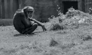 Historical Hiccups - Gombe Chimpanzee War